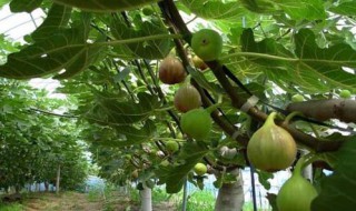 无花果修剪技巧 无花果修剪技巧图解
