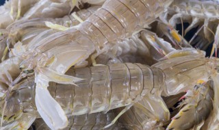 皮皮虾的繁殖方法（皮皮虾繁殖方式）