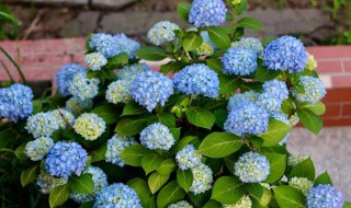 种植无尽夏的方法（种植无尽夏的方法有哪些）