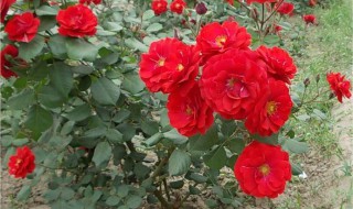 种爬藤月季方法（爬藤月季怎么种）