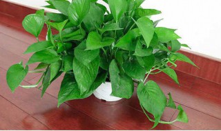 绿箩盆栽的养护方法（绿箩怎样养护）