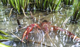 稻田虾混养方法（稻虾混养技术）