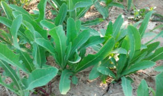 大棚种植曲麻菜方法（大棚种植曲麻菜方法和技术）