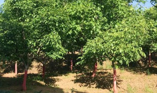 核桃树修剪技巧（核桃树怎么剪修）