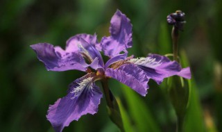鸢尾花浇水技巧（鸢尾花浇水技巧和方法）