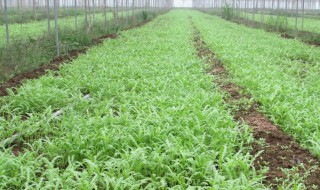 苦蒜种植方法和时间（苦蒜怎么栽的）