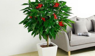 修剪平安树的技巧 修剪平安树的技巧与方法