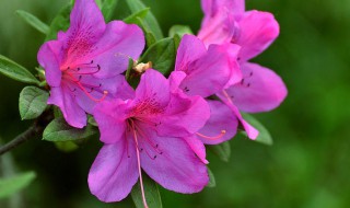 杜鹃花水培方法（杜鹃花水培方法视频）