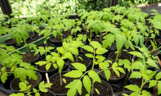 室内花盆种菜的土方法 花盆种蔬菜 用什么样的土