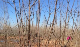 樱桃树冬天移栽方法(樱桃树苗冬季移栽管理方法)