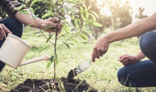 冬天栽杨树的方法（冬天栽杨树的方法有哪些）