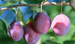 西梅幼树的修剪方法 西梅树如何修剪