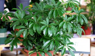 鸭爪木的养殖方法 鸭爪木的养殖方法和技术