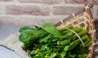 广东菜心的繁殖方法（菜心繁殖方式）