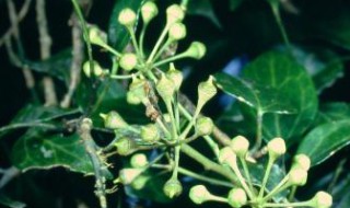 常春藤花的种植方法和注意事项 常春藤种植需注意什么