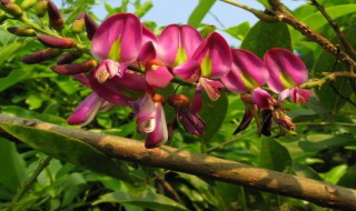 鸡血藤扦插繁殖的方法 鸡血藤怎么扦插