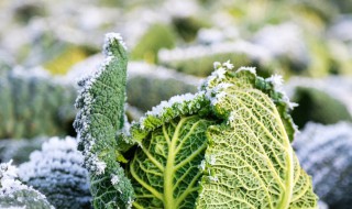 蔬菜霜冻后补救方法（蔬菜被冻后怎样恢复）