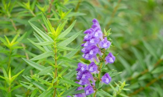 黄芩种子保存方法（黄芩种子保存方法图解）