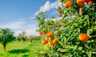 冬天橙子的种植方法（橙子的种植方法与条件）