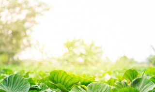 种香芋的方法和技术（香芋怎样栽种和管理）