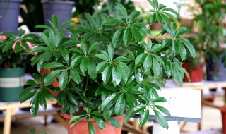 鸭掌木掉叶子急救方法 鸭掌木掉叶子急救方法图片