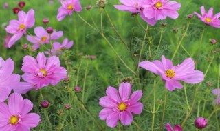 朋友圈发格桑花的说说 朋友圈发格桑花的说说怎么写