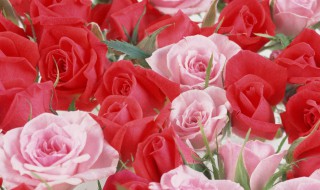 玫瑰花怎么保鲜放冰箱 玫瑰花保鲜方法可以放冰箱吗