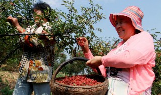 树上摘下的花椒怎么保鲜（刚从树上摘下的花椒怎么保存）