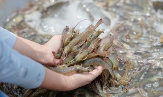 活虾怎么样储存才可以保鲜（活虾如何冷藏保存）