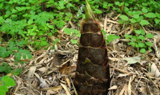 新手挖冬笋技巧 新手挖冬笋技巧视频