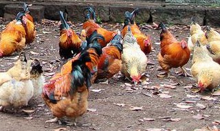 面粉喂鸡技巧 用面粉喂鸡有哪些技巧