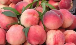 夏天的桃怎么保鲜（夏天的桃子怎么保存到冬天吃）