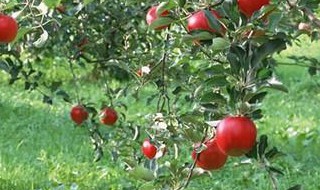 苹果树幼苗管理技巧 苹果树幼苗的管理方法