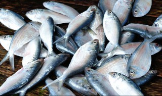 鳊鱼养殖技巧 鳊鱼养殖技巧图解