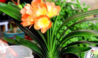 君子兰怎么快速开花(君子兰怎样才能开花5个诀窍)