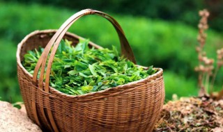 女儿茶属于什么茶 山东女儿茶属于什么茶