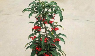 富贵子烂根处理方法（富贵子烂根了怎么办）