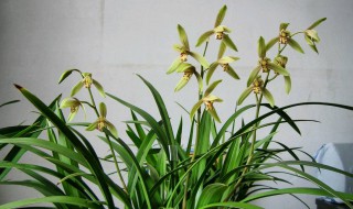 7月养兰花方法（七月养兰注意事项）