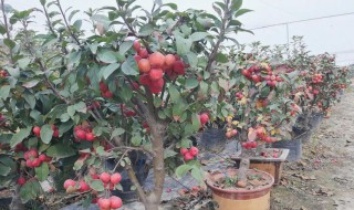 山楂籽怎么种小盆栽 山楂籽怎么种小盆栽图片