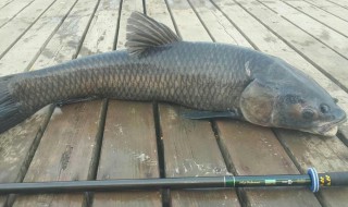 青鱼怎么钓最好 青鱼怎么钓最好用