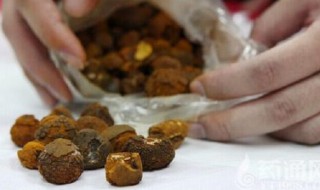 牛黄怎么种植 如何种植牛黄