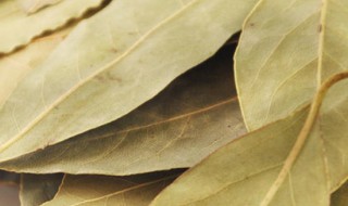 香叶为什么是苦的 为什么香叶是苦的