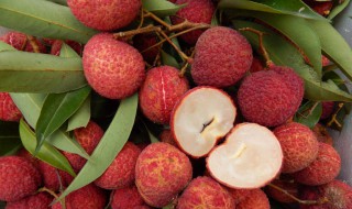 荔枝怎么快速去核 荔枝怎么快速去核视频