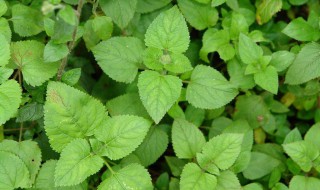 广霍香的种植方法（广藿香生长环境）