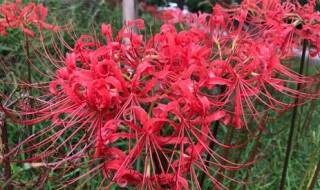 彼岸花配土方法（彼岸花配土方法视频）