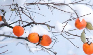 柿子种植方法全过程 柿子种植步骤全过程