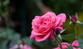 春季月季裸根移栽注意事项和方法 秋天月季能不能裸根移栽