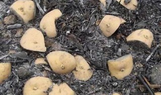草木灰种植土豆使用方法（草木灰种植土豆使用方法图解）