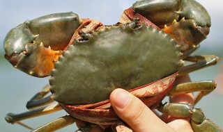 三门青蟹怎么保存不会死 存放三门青蟹不死的方法