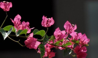 养好三角梅的养殖方法（养好三角梅的养殖方法有哪些）